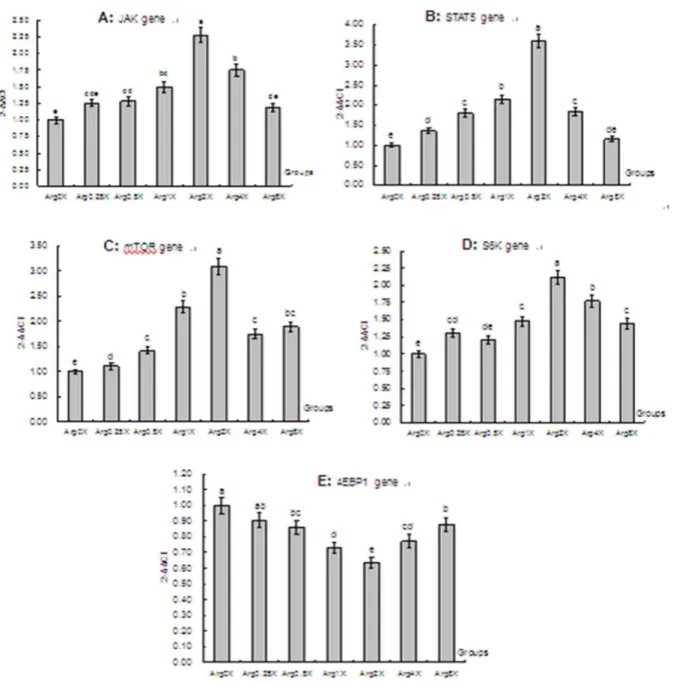 Figure 5. Effects of arginine level on the expressions of signaling pathways related genes in mammary epithelial cells from lactating dairy cattle in vitro 