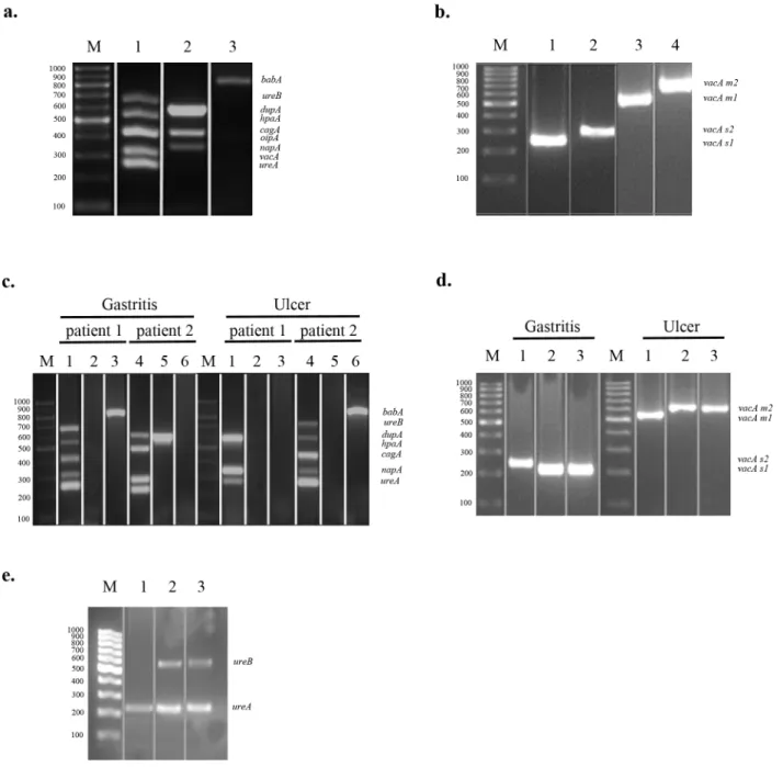Fig 1. Multiplex-PCR Assay For Helicobacter-specific Virulence Factors. (a) amplification of virulence genes of H