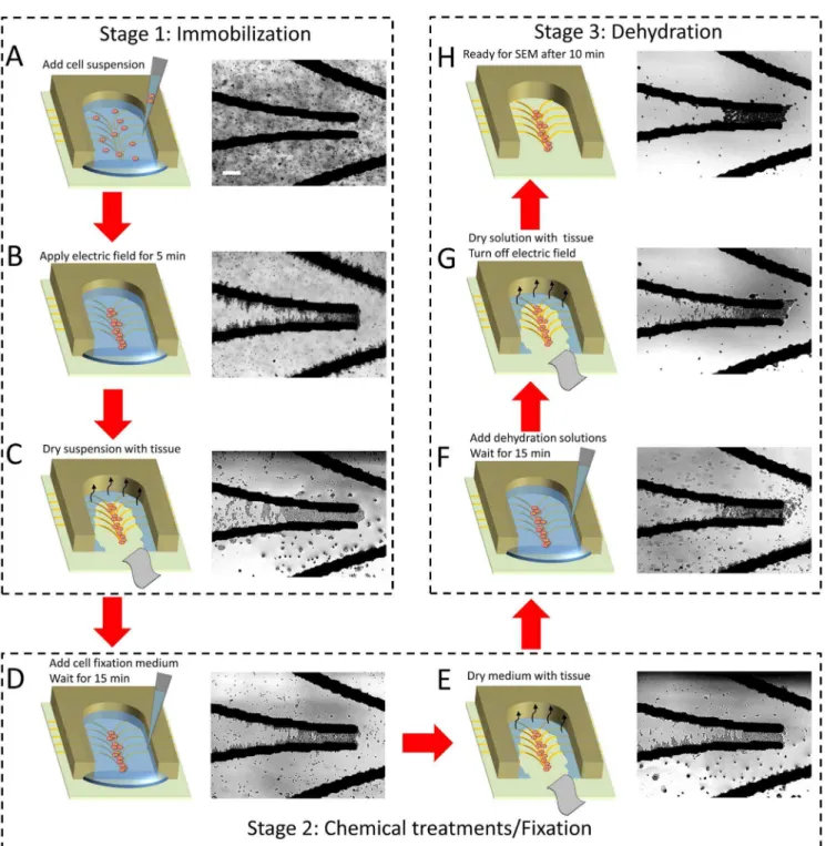 Figure 2. Protocols for obtaining immobilized cells for SEM. (A) Add cell suspension into the PDMS chamber