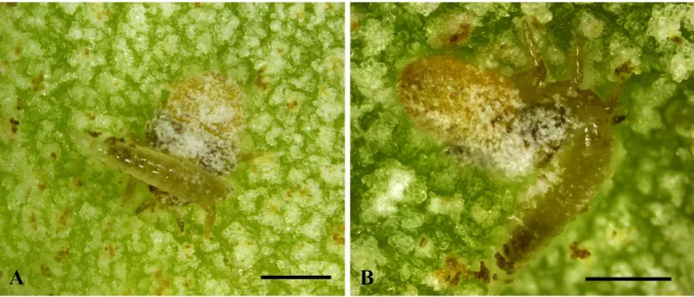 Fig 3. Scanning electron microscope images of larva of Bracon garugaphagae Ranjith &amp; Quicke sp