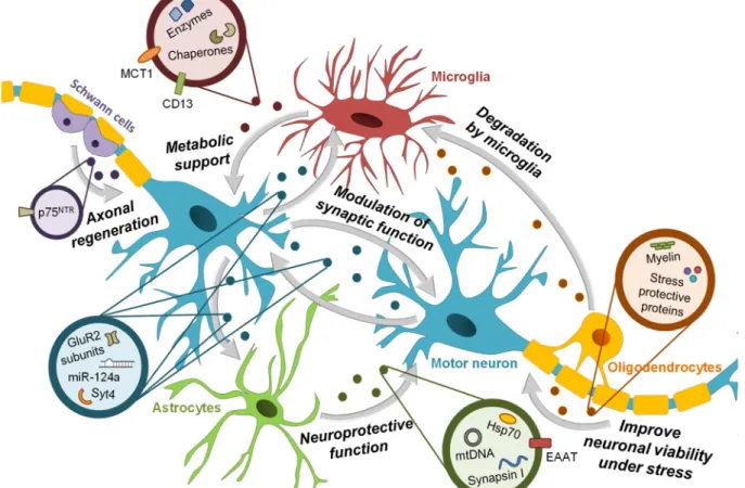 Figure  I.  3  –  Involvement  of  exosomes  in  interneuronal  communication.  Many  studies  have  reported  the  release  of  exosomes  by  neurons,  oligodendrocytes,  astrocytes  and  microglia