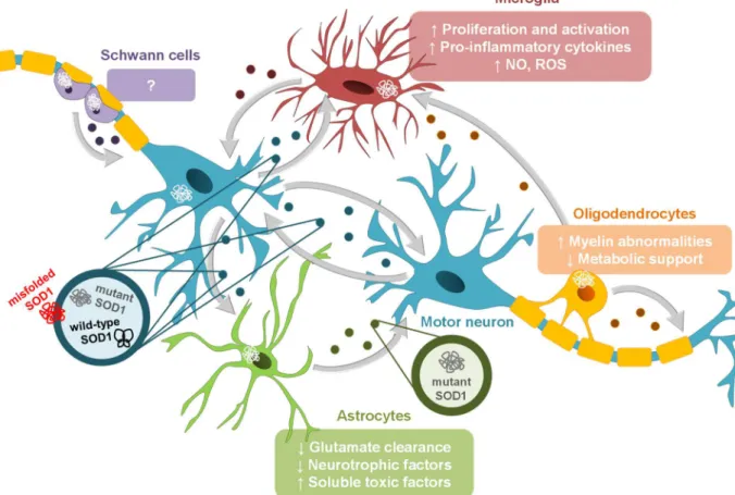 Figure  I.  5  –  Role  of  glial  cells  and  exosomes  in  the  progression  and  dissemination  of  ALS