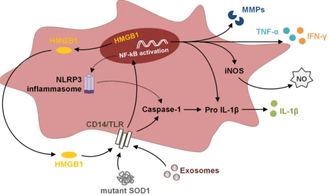 Figure  I.  6  –  Inflammatory  response  of  microglia  cells  in  the  presence  of  mutant  SOD1