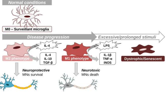 Figure  I.  7  –  Microglia  assume  different  phenotypes  during  ALS  disease  progression