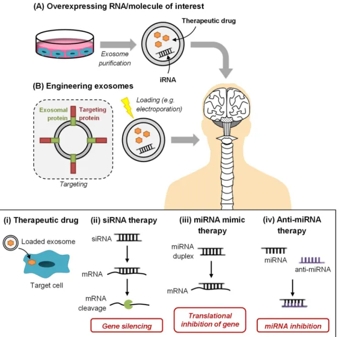 Figure I. 8 – Therapeutic uses of exosomes in neurological diseases. There are different methods  for  incorporating  “cargo”  into  exosomes,  one  is  overexpressing  that  cargo  in  the  exosome-producing  cells  and  then  isolate  exosomes  (A);  the