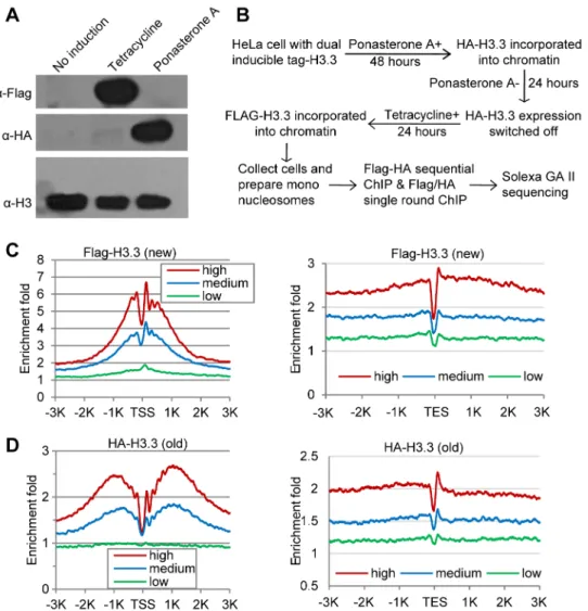 Figure 1. Determine H3.3 nucleosome occupancy, turnover and splitting events at the genome-wide level