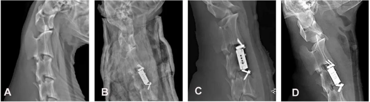 Figure 7. X-ray films before and after the in vivo ACVC implantation. A, Lateral X-ray film before the ACVC implantation; B, lateral X-ray film 3 weeks after the ACVC implantation; C, lateral X-ray film 6 weeks after the ACVC implantation; D, lateral X-ray