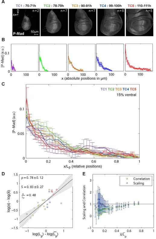 Figure 2. P-Mad gradients expand as the disc grows. (A) Representative wing imaginal discs from each time class (TC) stained for P-Mad antibodies