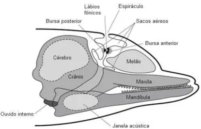 Figura  3.  –  Anatomia  interna  da  cabeça  do  golfinho-roaz,  evidenciando  estruturas  envolvidas  na  produção e recepção de sinais acústicos