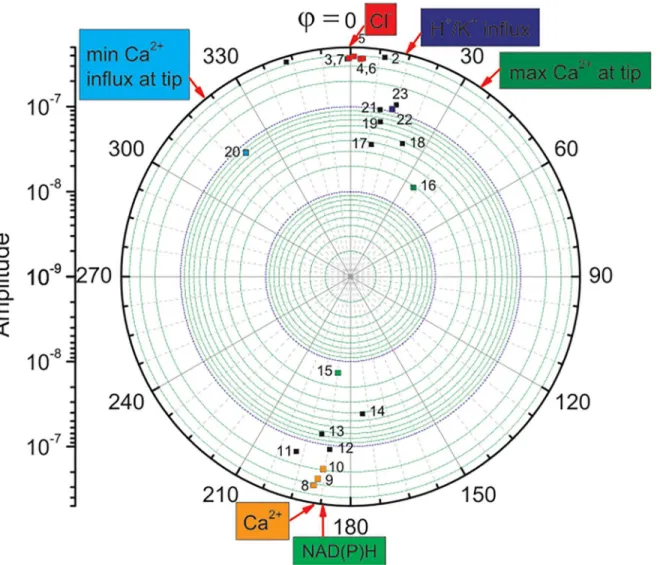 Fig 2. Amplitudes (intensities) of maize (Zea mays L.) ionic fluxes in the growing tip presented in polar coordinates