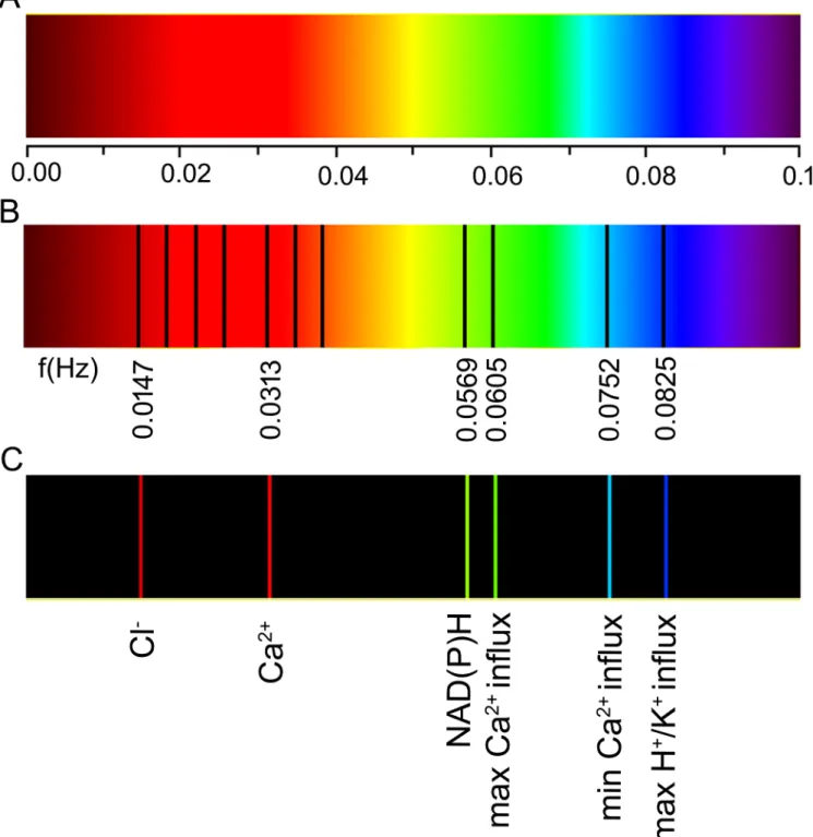 Fig 3. Spectral landscape of a growing maize (Zea mays L.) coleoptile. (A) Frequency scale in Hz