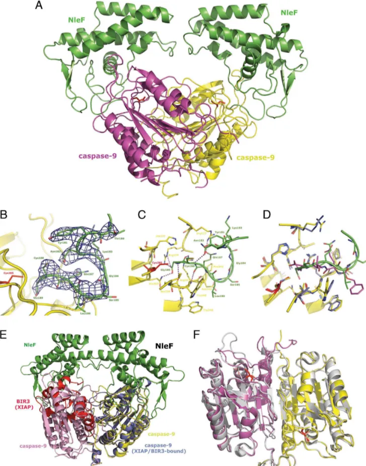 Figure 4. Crystal structure of Caspase-9 with bound NleF. A. The caspase-9 protease monomers are shown in magenta and yellow, the active site cysteines (Cys285) are shown as red sticks for improved special orientation of the catalytic site