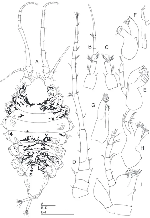Figure 1. Halacarsantia acuta sp. n. A–I holotype female: A habitus, dorsal B right antennula, ventral C  articles 1–3 of right antennula, dorsal D right antenna, ventral e left mandible, dorsal F right mandible,  dorsal G right maxilla 1, ventral h right 