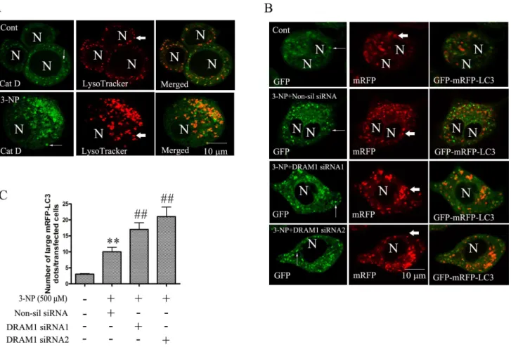 Figure 6. Knock-down DRAM1 inhibited autophagosome maturation process. (A) Lysosomes were activated by 3-NP