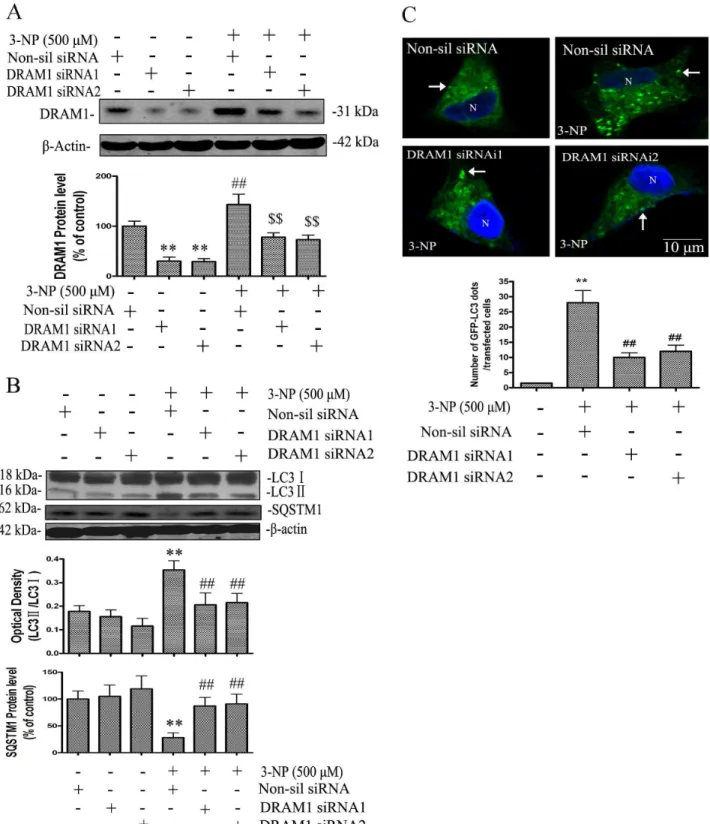 Figure 4. DRAM1 mediated autophagy activation. (A, B) A549 cells were transfected with DRAM1 siRNA or a non-silencing siRNA