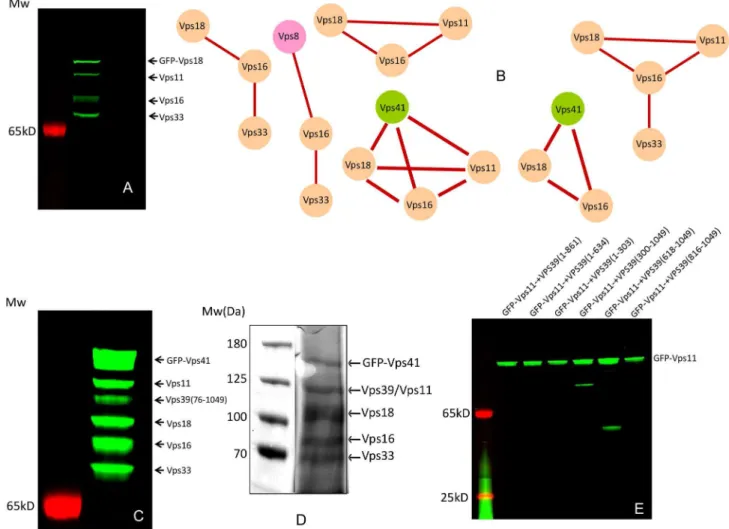 Figure 2.  In vitro assembly of subcomplexes of HOPS and CORVET complexes.  (A) An example of subcomplex containing Vps11, Vps16, GFP-Vps18 and Vps33 co-expressed in LTE extract and isolated on the anti-GFP matrix