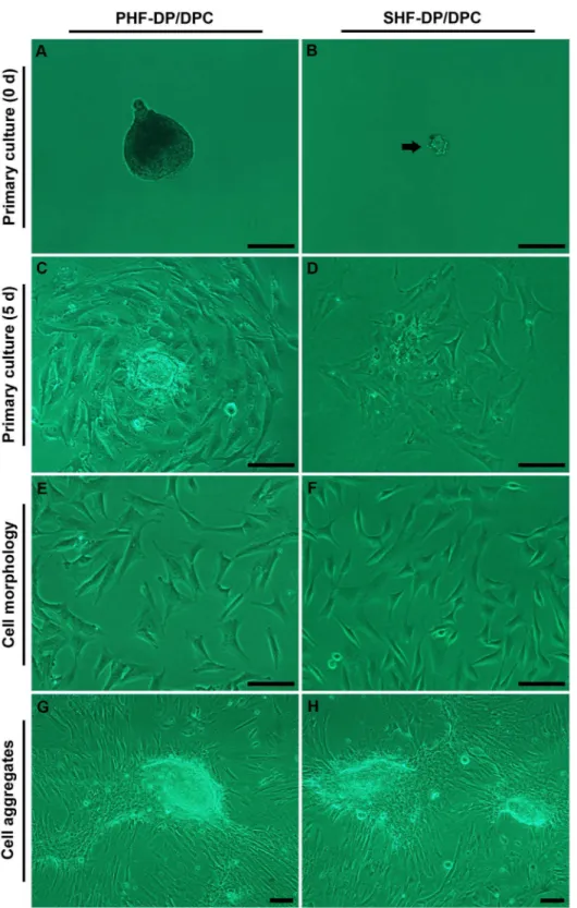 Figure 1. Culture of dermal papilla cells (DPCs) in the DMEM/F12 Medium plus 10% newborn calf serum