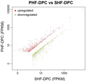 Figure S1 showed the process of DP microdissection. Finally, DPs from PHFs (Figure 1A) and SHFs (Figure 1B) were transferred into media for primary culture.