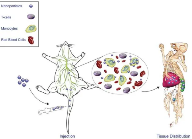 Figure 5. Schematic diagram for IgG SPIO NP cell tissue delivery. We posit that NP can be efficiently taken up by circulating blood borne monocyte-macrophages in ways that are not toxic to the cell function or mobility