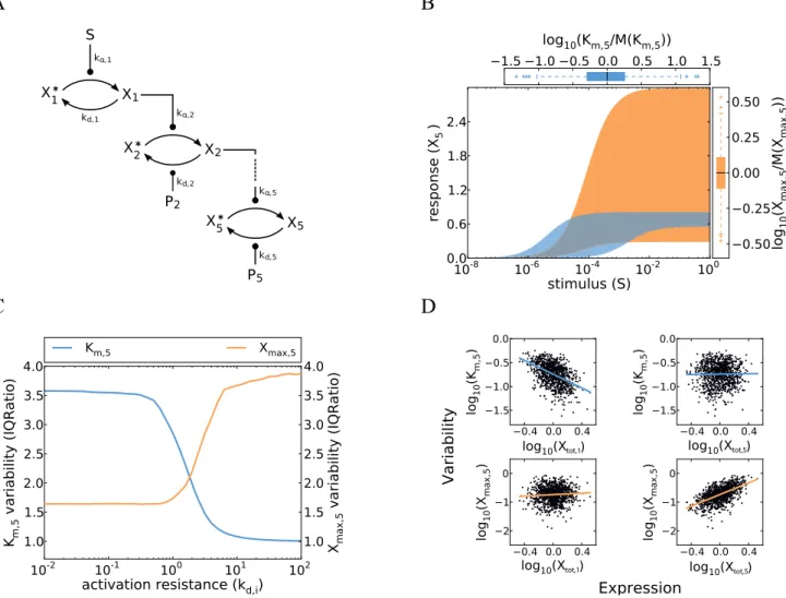 Figure 1. Cell-to-cell variability in a minimal model of a gradual kinase cascade. A Schematic representation of a five-step kinase cascade (S…extracellular stimulus; X i and X i  …active and inactive kinases, respectively; P i …phosphatases; k a,i and k d