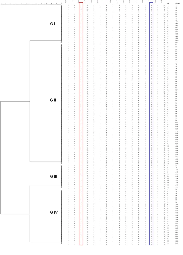 Fig.  1.  Dendrograma  das  linhagens  vacinais,  amostras  de  referência  e  repiques  a  partir de resultados de MLVA-16