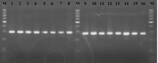 Fig.  4  –  Eletroforese  em  gel  de  agarose  representativa  dos  resultados  de  MLVA  dos  loci Bruce42 e Bruce55