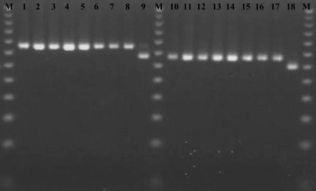 Fig.  8  –  Eletroforese  em  gel  de  agarose  representativa  dos  resultados  de  MLVA  dos  loci Bruce19 e Bruce21