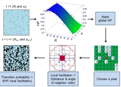 Figure 2. Schematic representation of steps in the cellular automata model of ridge and slough pattern development