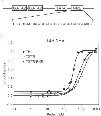 Figure 1. Thyroid Hormone Receptor (TR) on negative regula- regula-tory element (NRE) in TSHb promoter