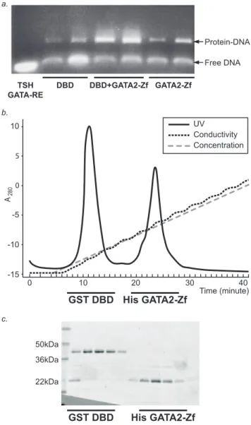 Figure 4. TR DBD and DL binding to GATA2 - Zinc finger.