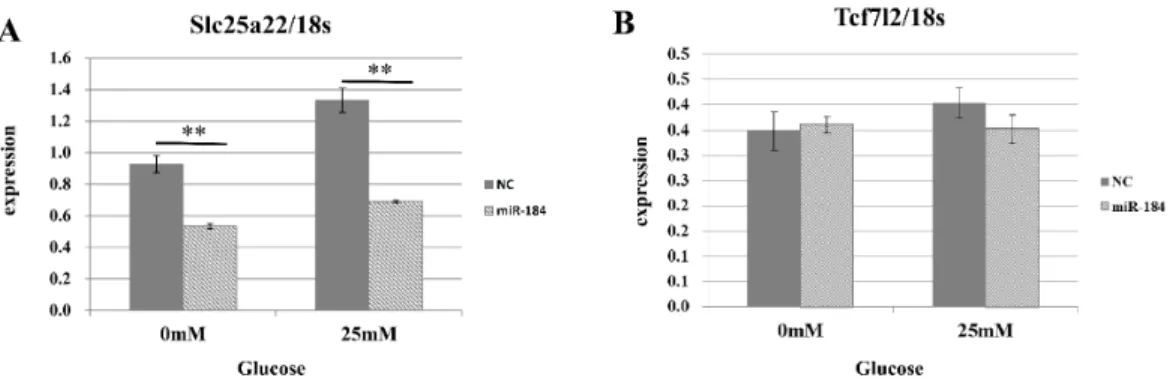 Figure 5 The effect of MiR-184 on endogenous Slc25a22. (A) Expression of Slc25a22 mRNA