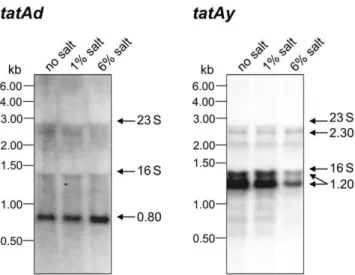 Figure 3. Complementation analysis of tatAdCd or tatAyCy mutant strains grown at high salinity