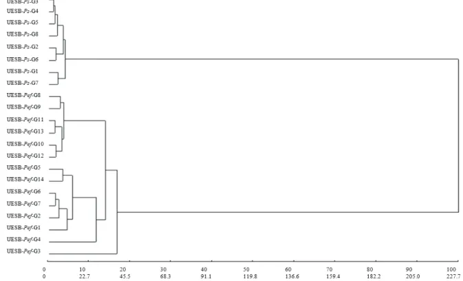 Figure 1. Clustering analysis of ‘yellow’ passion fruit (UESB-Pef-G1 a -G14) and ‘sleep’ passion fruit (UESB-Ps-G1 a -G8) genotypes, pertaining to the CAGT-Passiflora/UESB (Coleção Ativa de Germoplasma de Trabalho de Passiflora da Universidade Estadual do 