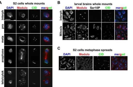 Fig. 6A). The type of defects observed in control cells were similar to those in the RNAi, namely lagging and stretched chromosomes, with differences in the frequency and in the severity of the defects, which were higher in the Modulo RNAi