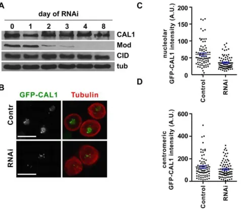 Fig. 7C). IF with anti-CID antibodies, in induced and uninduced pMT-Modulo-V5 cells, showed no changes in the levels of centromeric CID signal (unpaired t-test p = 0.07; Fig
