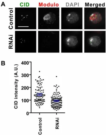 Figure 4. Modulo is required for newly synthesized CAL1 centromere recruitment. A) S2 cells stably expressing SNAP-CAL1 were subjected to Modulo RNAi (RNAi) or mock treated (control)