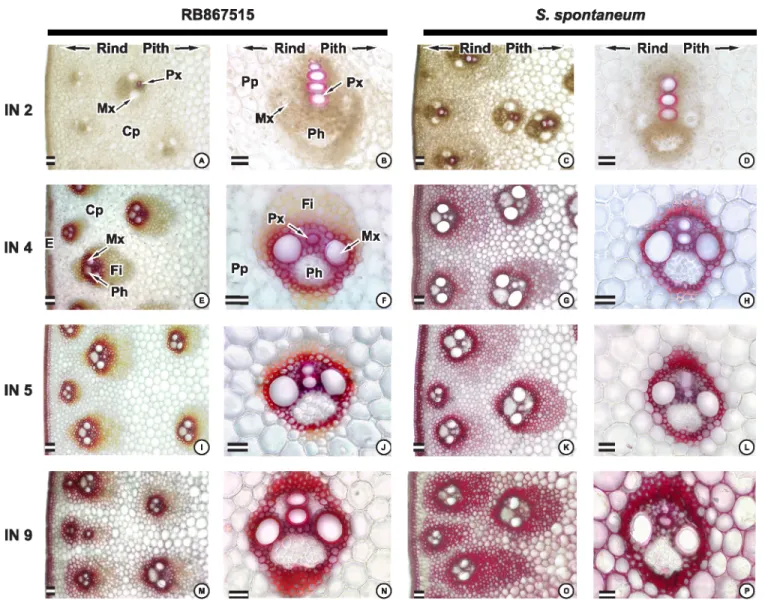 Fig 1. Wiesner staining (phloroglucinol-HCl) of transverse sections of internodes in distantly related sugarcane genotypes