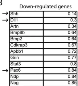 Figure 6. CB 1 receptor activation during neuronal differentiation of NSCs modulates gene expression