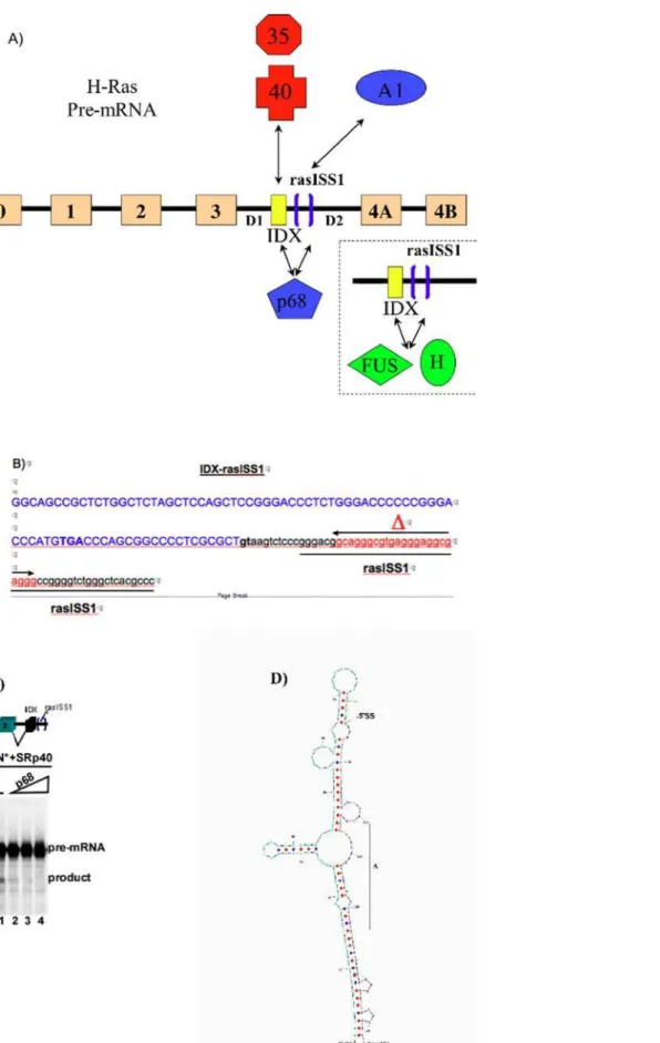 Figure 1. Recently proposed model for the regulation of alternative splicing for H-Ras pre-mRNA by Guil et al