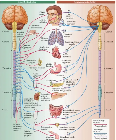 Figure 1. Overview of the sympathetic and parasympathetic branches of the autonomic nervous system 