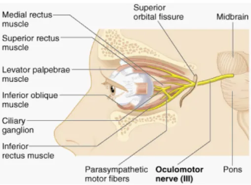 Figure 10. Extrinsic ocular muscles 