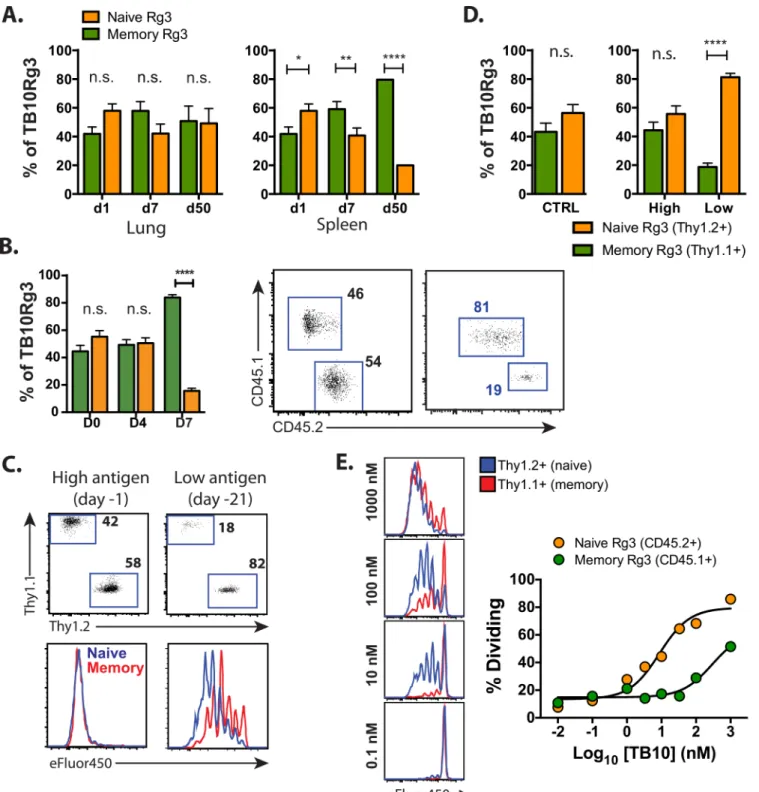 Fig 5. Memory CD8 + T cells proliferate but have a higher activation threshold than naïve CD8 + T cells