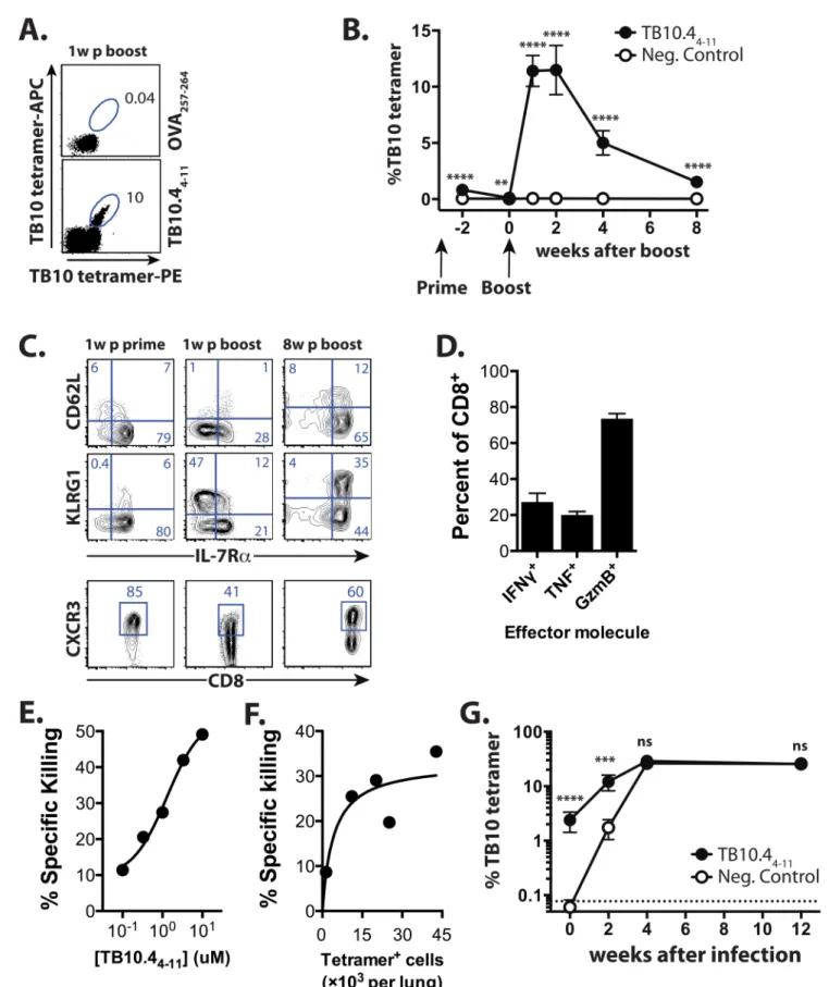 Fig 1. TB10 vaccination elicits memory CD8 + T cells that generate 2° effectors during Mtb infection