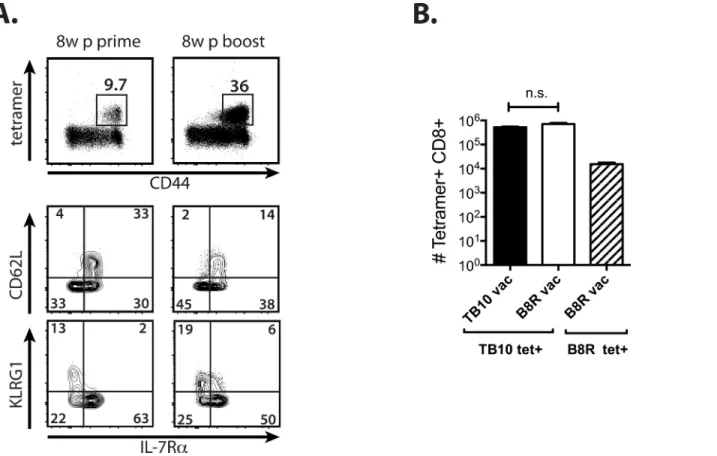Fig 2. Vaccination with an amphiphilic TB10 peptide increases the precursor frequency but does not improve the kinetics the recall response