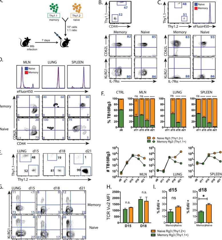 Fig 4. The primary response dominates the memory-derived secondary response during Mtb infection