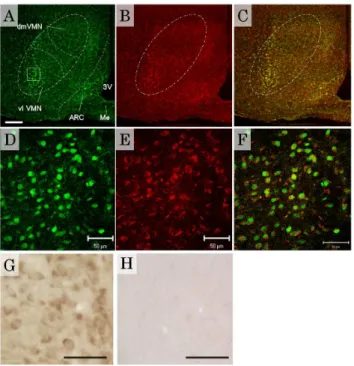 Figure 3. Subcellular localization of ER a and H1R in vl VMN neurons. (A, B, C, D, E) Representative images of dual  immunofluo-rescence labeling of ER a (green) and H1R (red), obtained by confocal microscopy