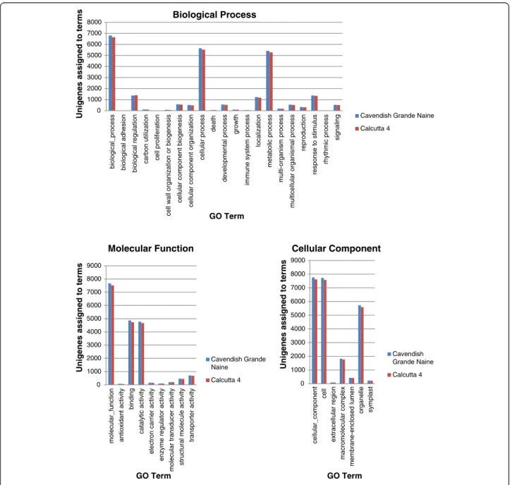 Figure 3 Histogram presentation of Gene Ontology (GO) annotation of M. acuminata Calcutta 4 and Cavendish Grande Naine unigenes