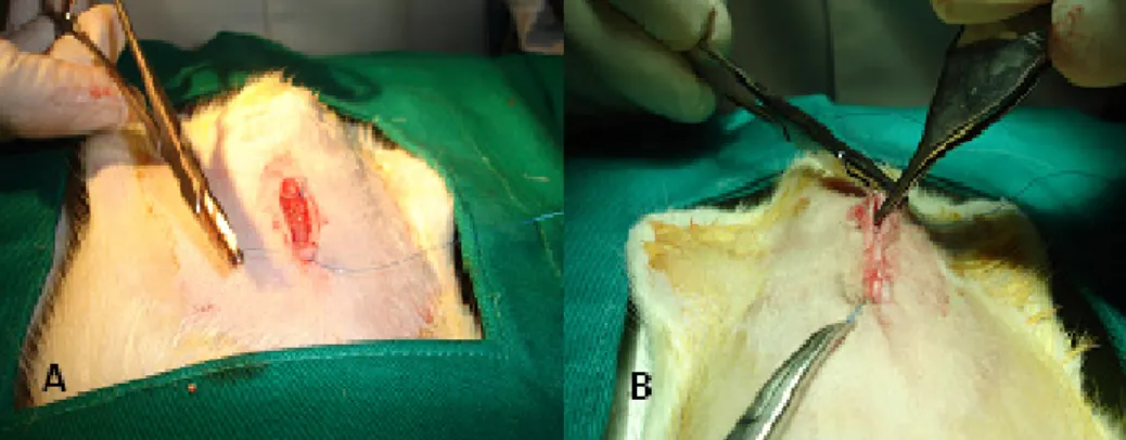 FIGURE 1 - Synthesis of the abdominal wall with continuous suture of the aponeurotic muscle with 6-0 polypropylene suture (A) and using the Greek technique with the same type of suture (B)Methods