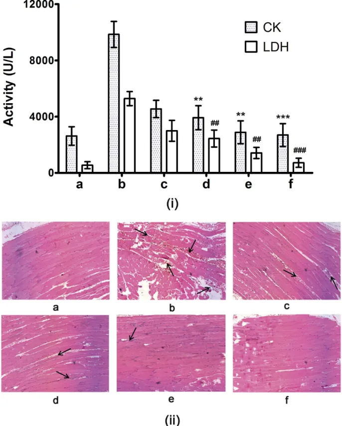 Fig 12. (i) Serum creatine kinase (CK) and lactate dehydrogenase (LDH) levels and (ii) histopathology of mice injected (i.m.) with ECV and its protection by inhibitor cocktail