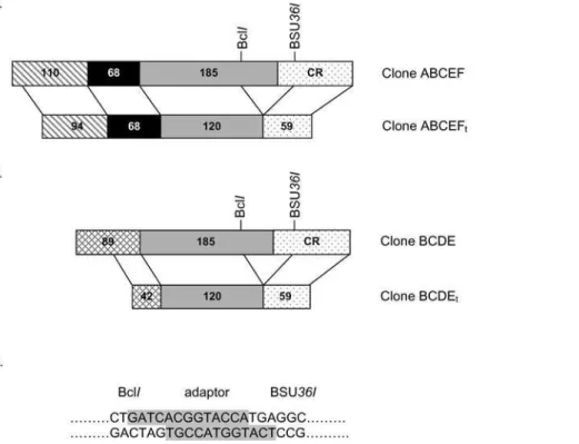 Figure 3A shows the autoradiogram of RPA analysis for RNA obtained from liver biopsy samples from seven cows on +1 day relative to calving